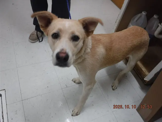 Adoptable Dog