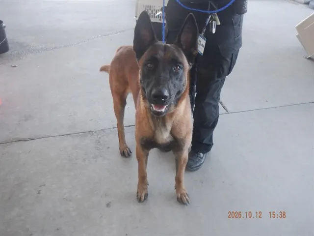 Adoptable Dog