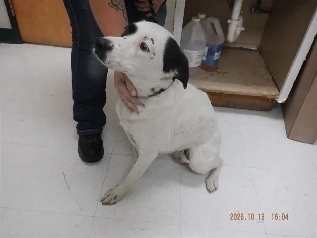 Adoptable Dog