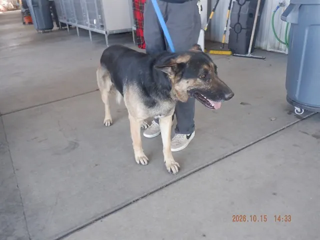 Adoptable Dog
