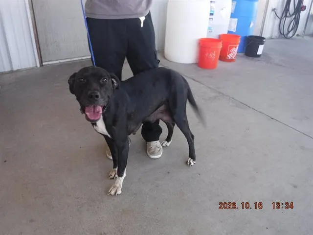 Adoptable Dog
