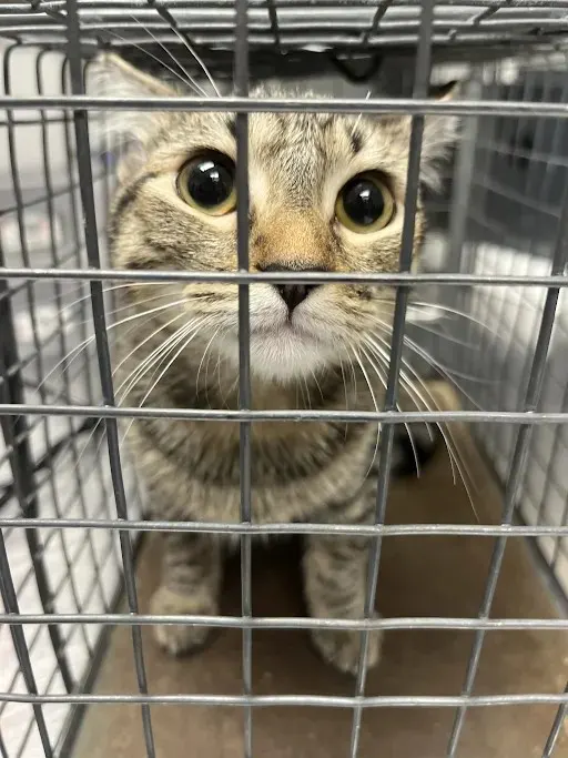 Mia
