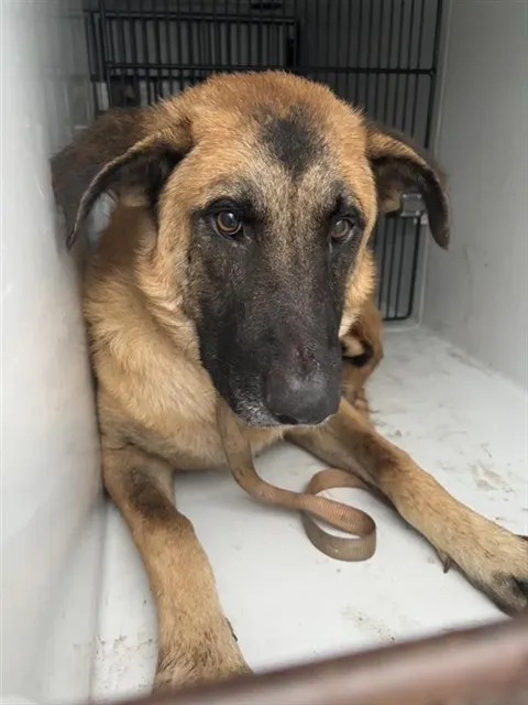 Adoptable Dog