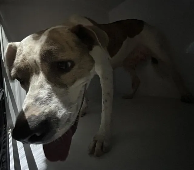 Adoptable Dog