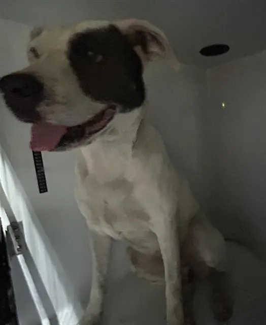 Adoptable Dog