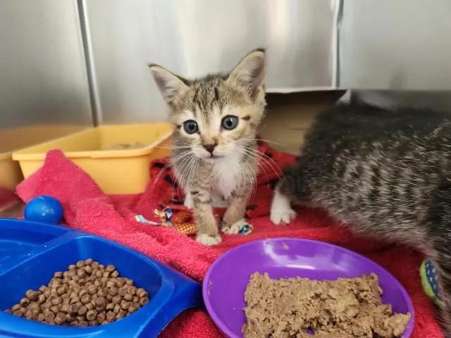 Harper