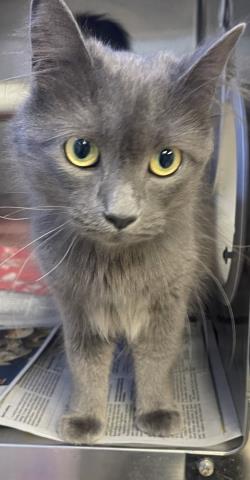 Luci