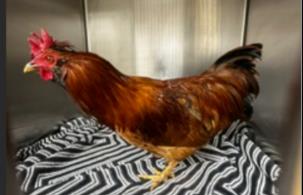 Adoptable Bird