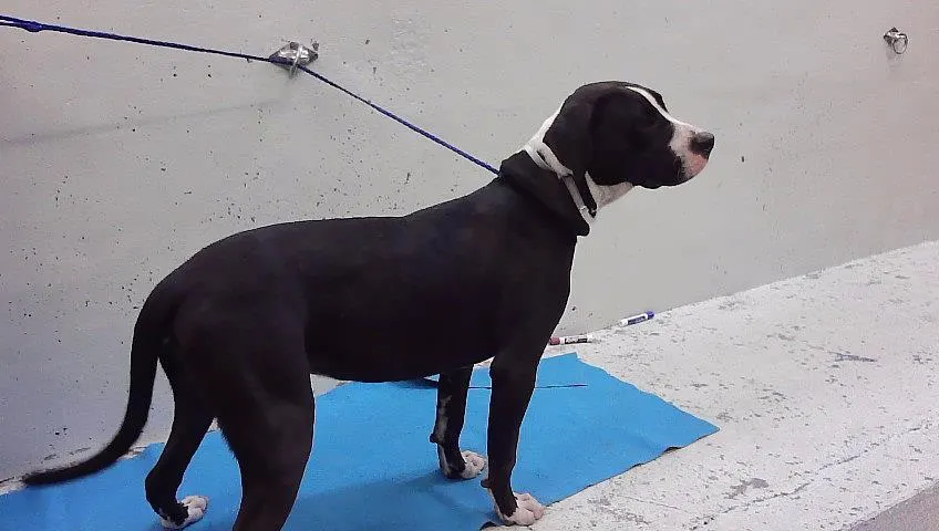 Adoptable Dog