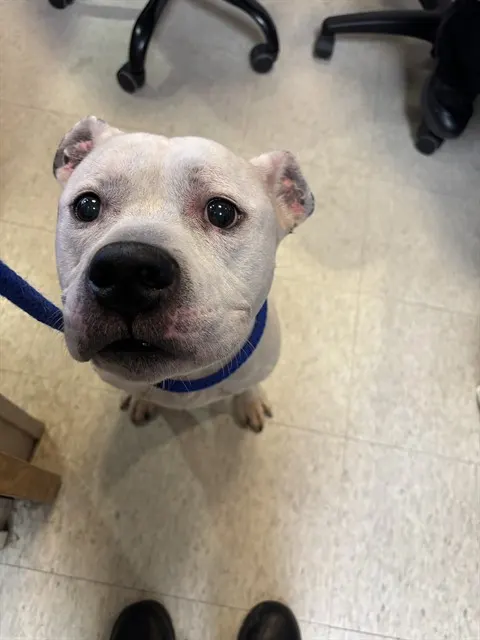 Adoptable Dog