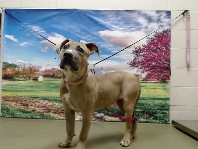 Adoptable Dog