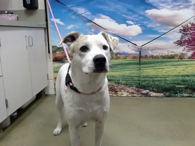 Adoptable Dog