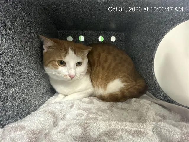Adoptable Cat