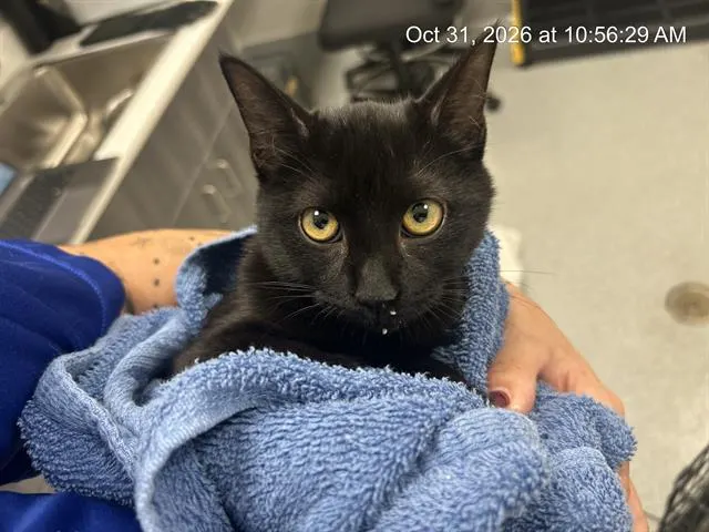 Adoptable Cat