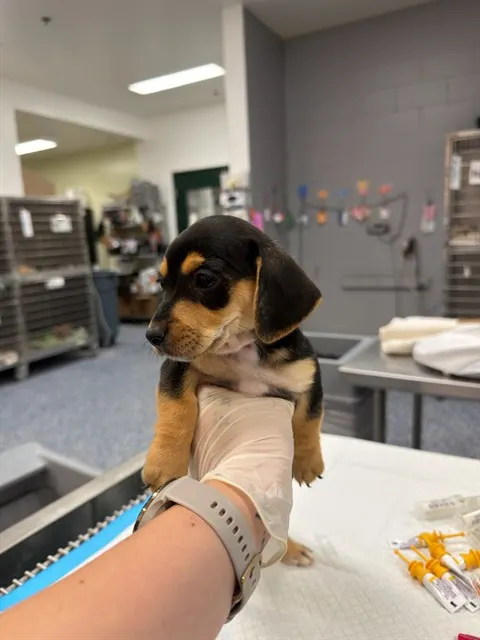 Adoptable Dog