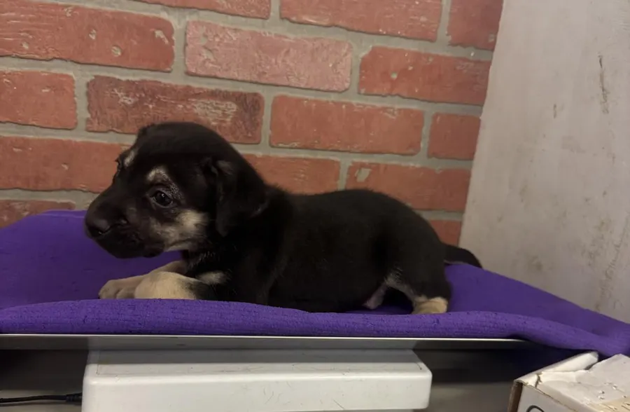 Adoptable Dog