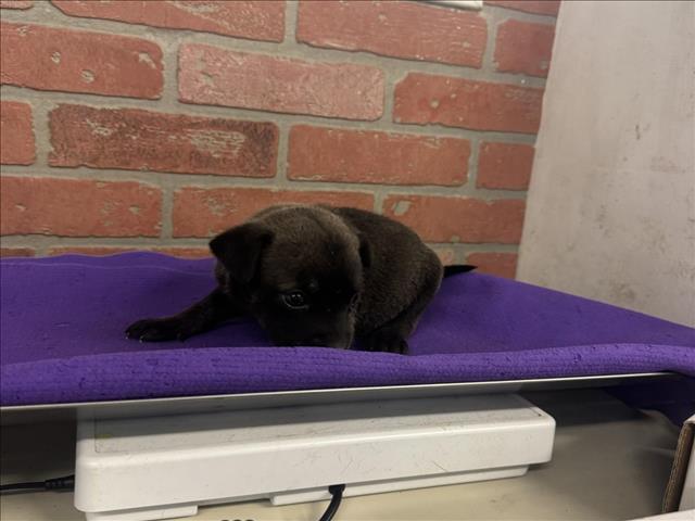 Adoptable Dog