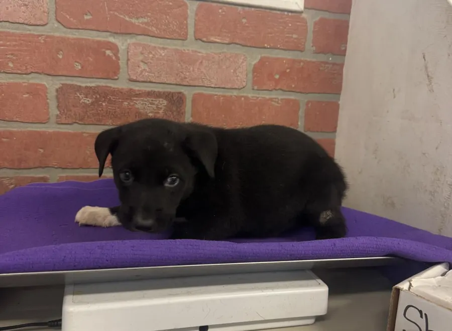 Adoptable Dog