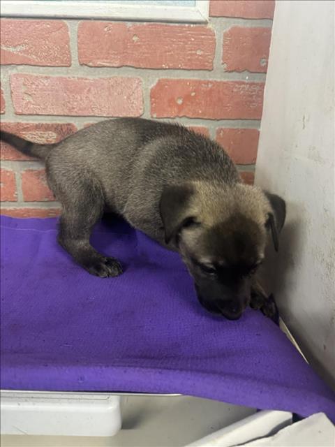 Adoptable Dog