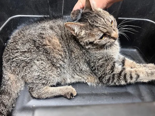 Adoptable Cat