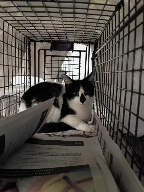 Adoptable Cat