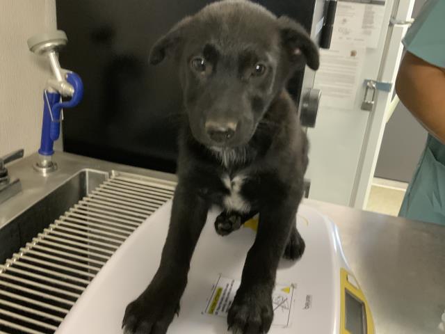 Adoptable Dog