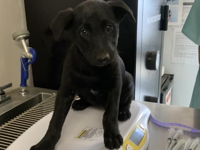 Adoptable Dog