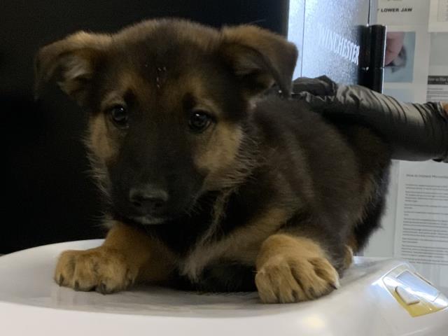 Adoptable Dog