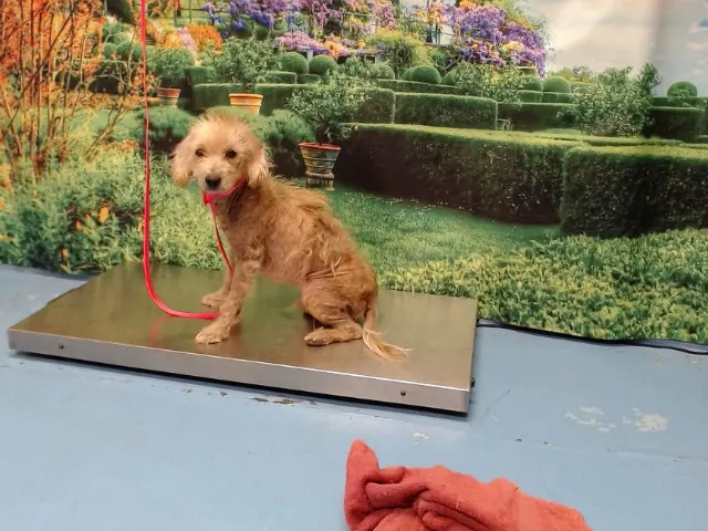Adoptable Dog