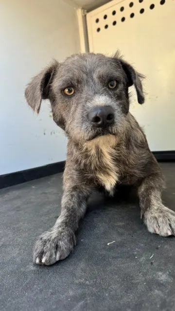 Adoptable Dog