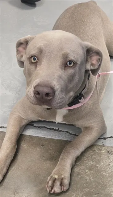 Adoptable Dog
