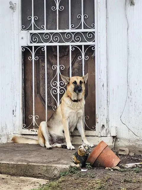 Roxy