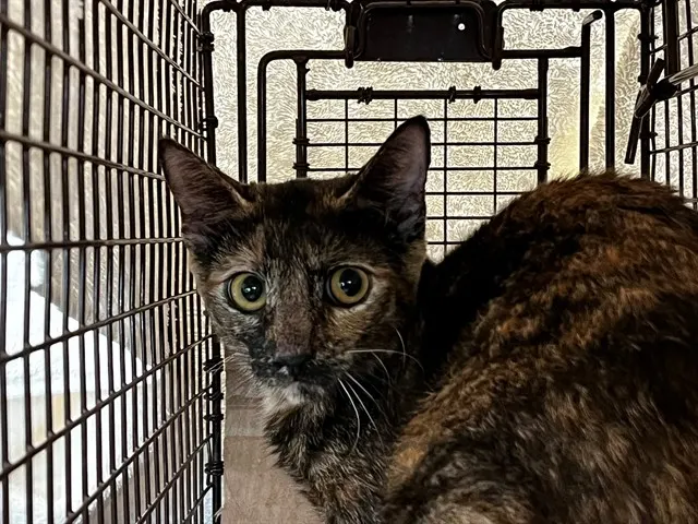 Adoptable Cat