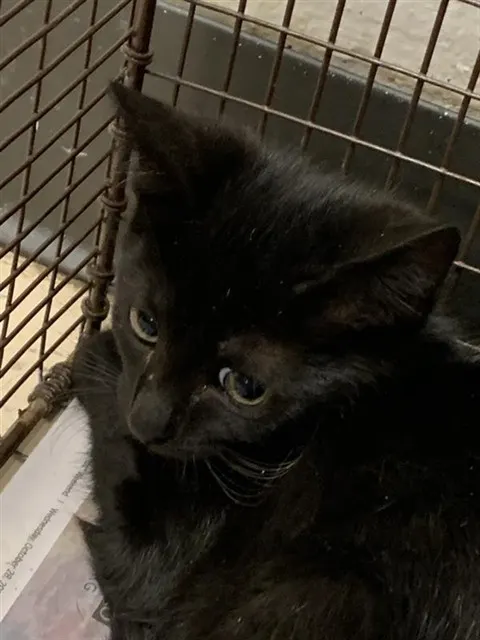 Adoptable Cat