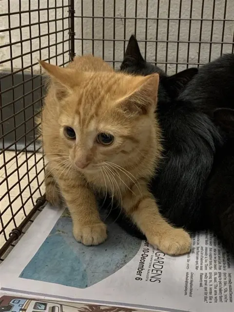 Adoptable Cat