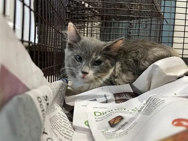 Adoptable Cat