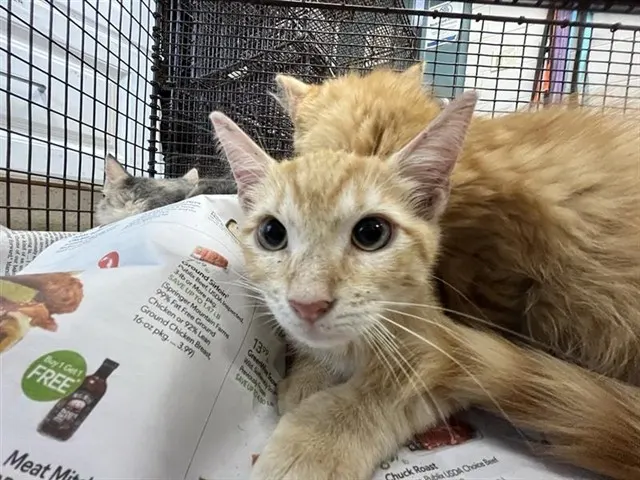 Adoptable Cat