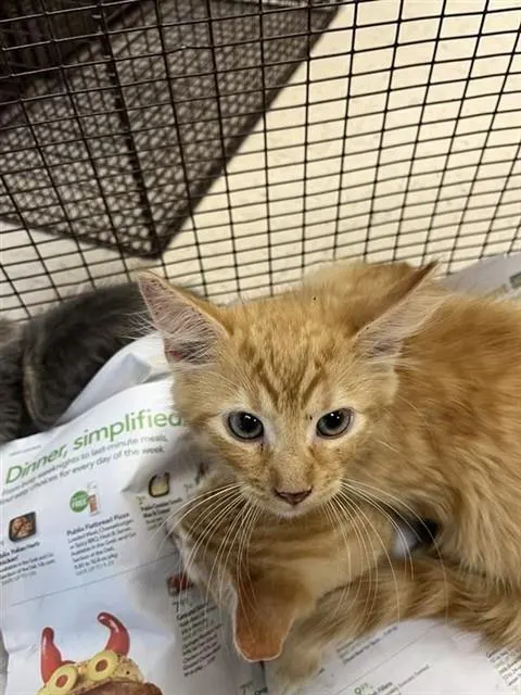 Adoptable Cat