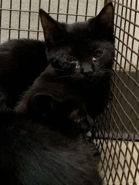 Adoptable Cat