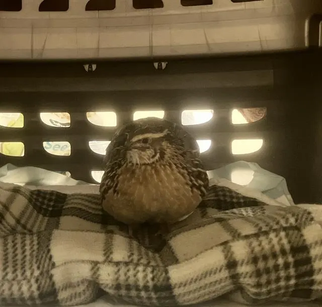 Pip