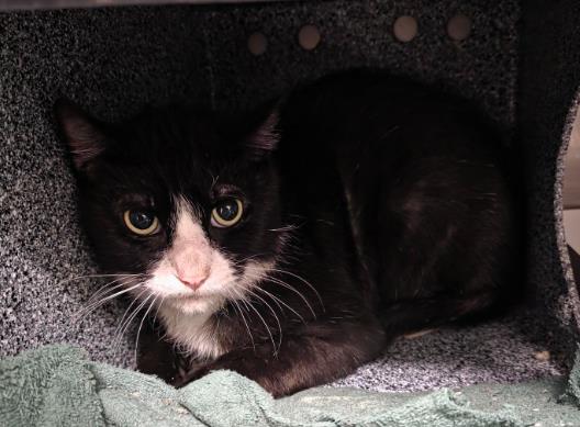 Adoptable Cat