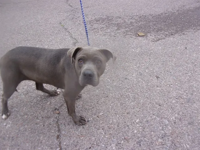 Adoptable Dog