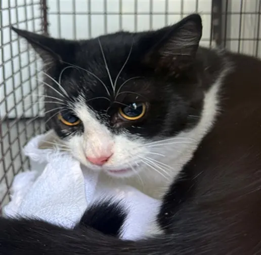 Adoptable Cat