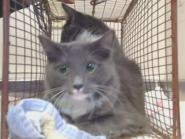 Adoptable Cat