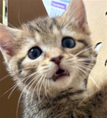 Adoptable Cat