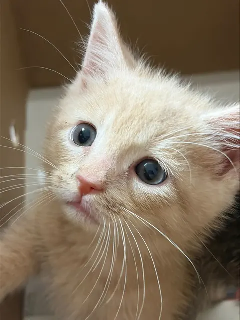 Adoptable Cat