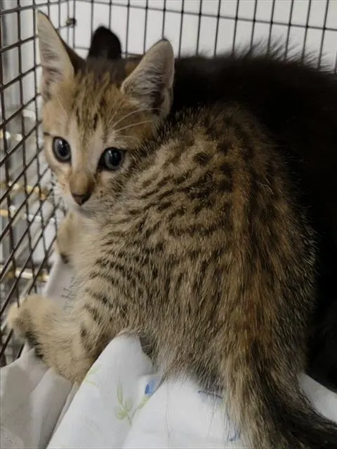 Adoptable Cat