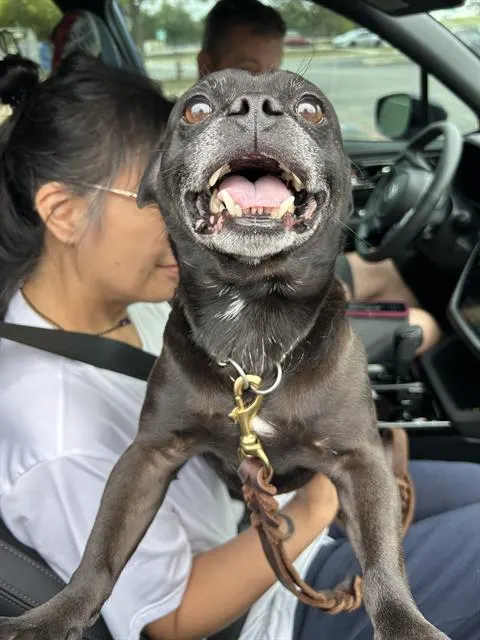 Gus Gus