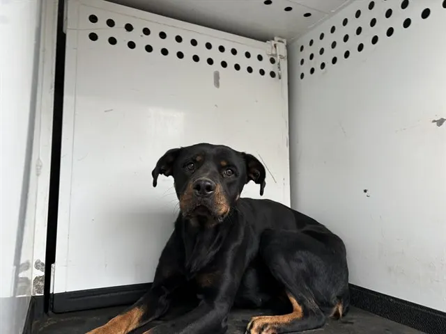Adoptable Dog
