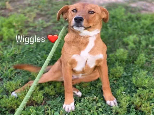 Wiggles